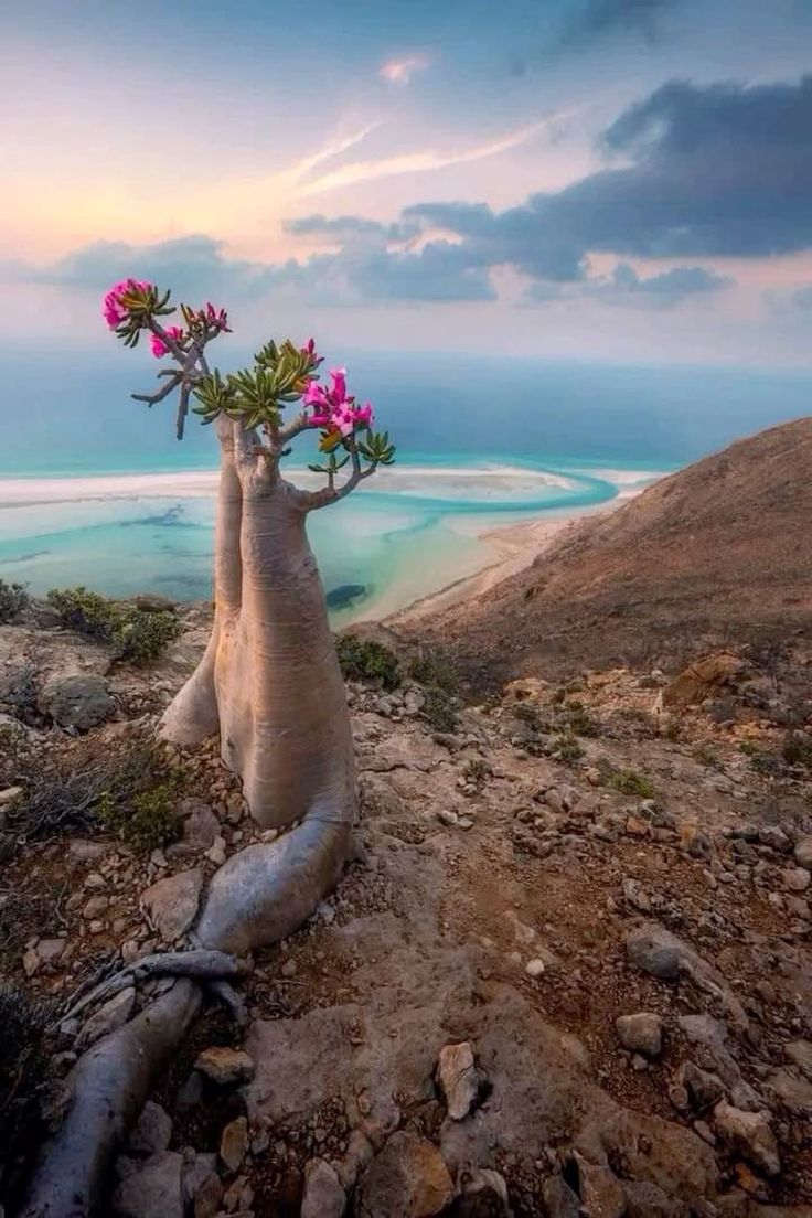 Socotra Island